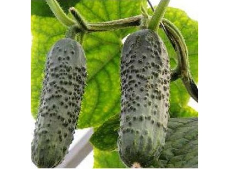 Семена огурца Коломбо F1 (100 семян), Libra Seeds (Erste Zaden), партенокарпический Семена огурца Коломбо F1 (100 семян), Libra Seeds (Erste Zaden), партенокарпический